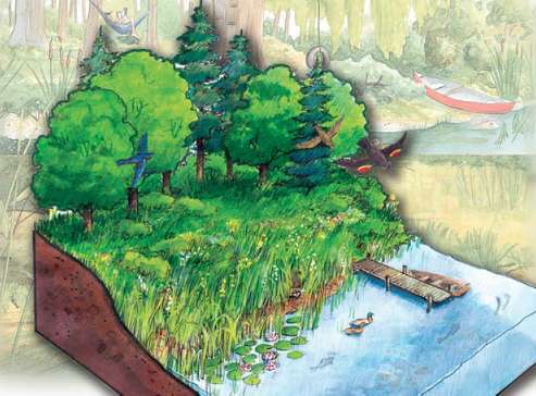 A Riparian Zone A Riparian Zone